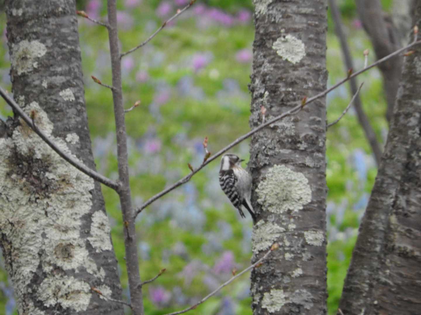 春光台公園 コゲラの写真