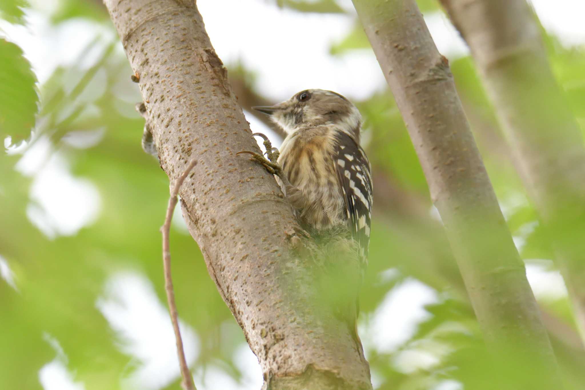 三重県上野森林公園 コゲラの写真 by masatsubo