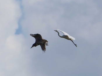 2020年8月2日(日) 越谷サギコロニーの野鳥観察記録