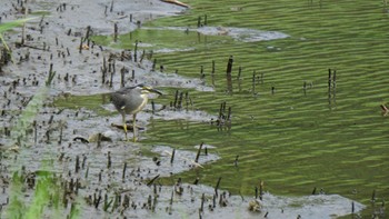 ササゴイ 東京港野鳥公園 2020年8月9日(日)