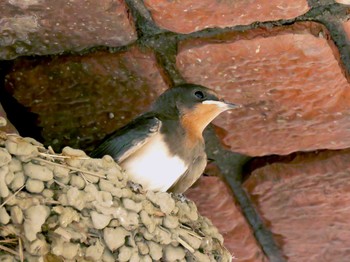 2020年8月9日(日) 新潟の野鳥観察記録