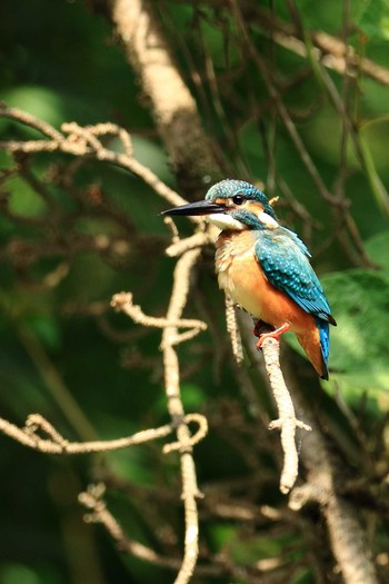 Common Kingfisher 万博記念公園 Sun, 8/9/2020