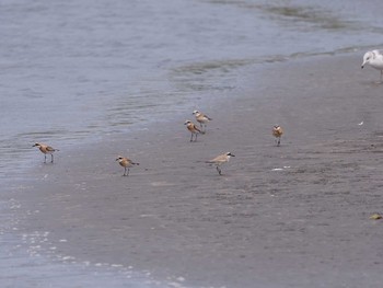 オオメダイチドリ ふなばし三番瀬海浜公園 2020年8月9日(日)