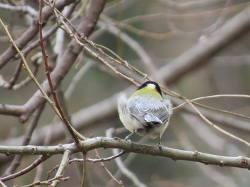 2020年2月15日(土) 北本自然観察公園の野鳥観察記録