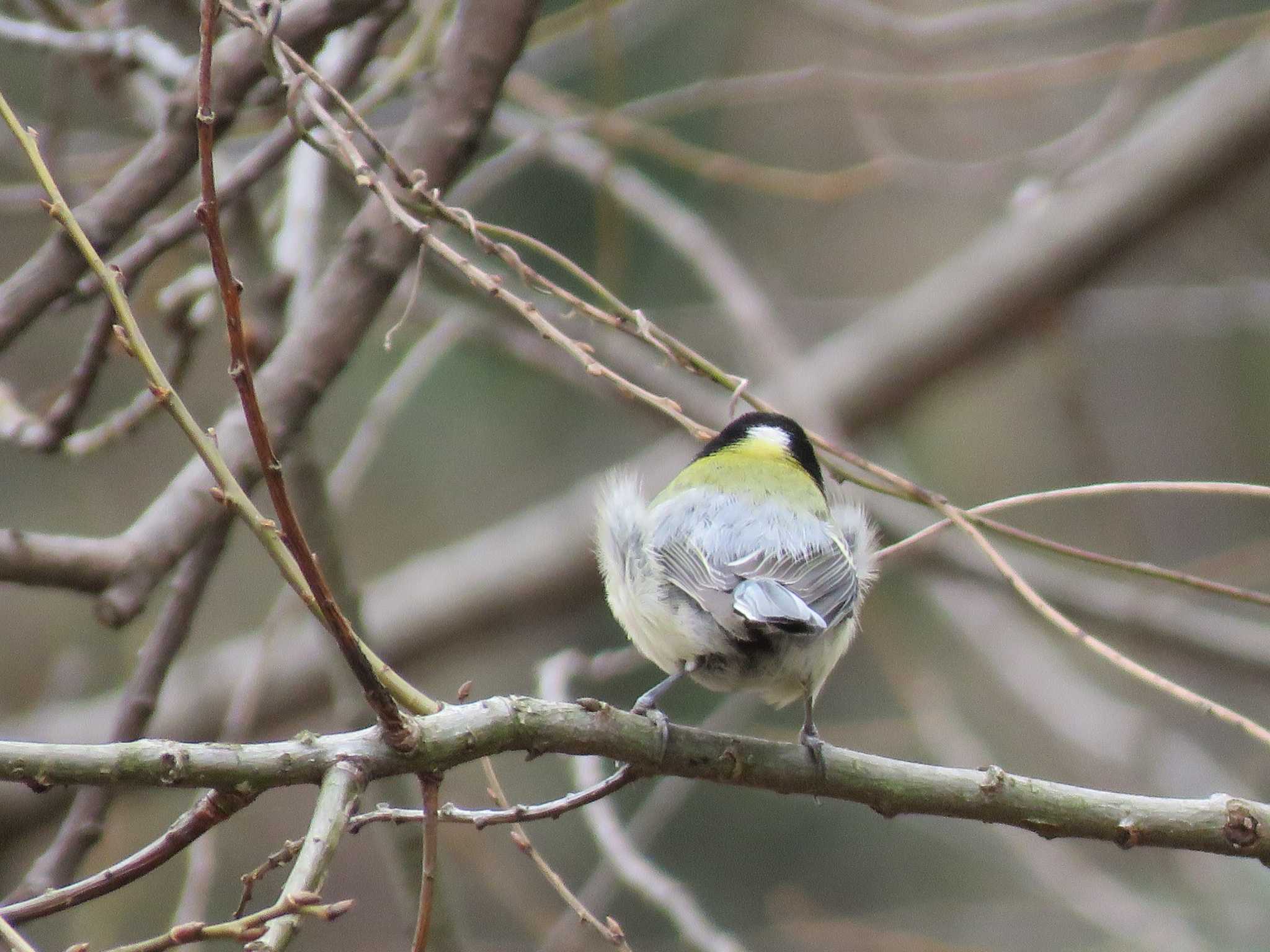 Photo of Japanese Tit at Kitamoto Nature Observation Park by ベーコンと苺ジャム