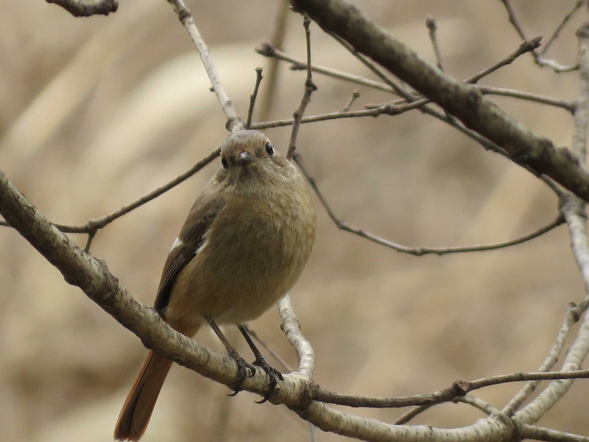 Photo of Daurian Redstart at Kitamoto Nature Observation Park by ベーコンと苺ジャム