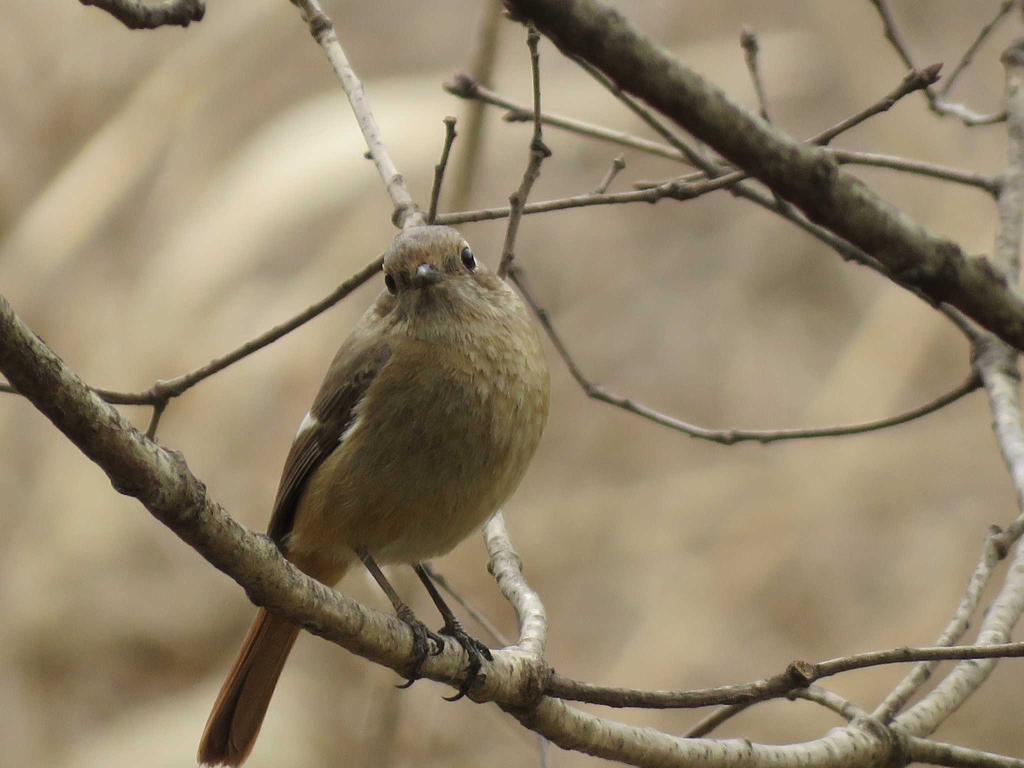 Daurian Redstart