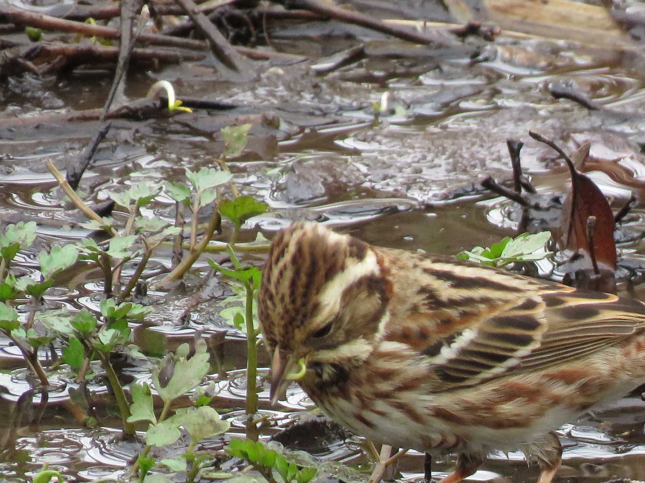 Rustic Bunting