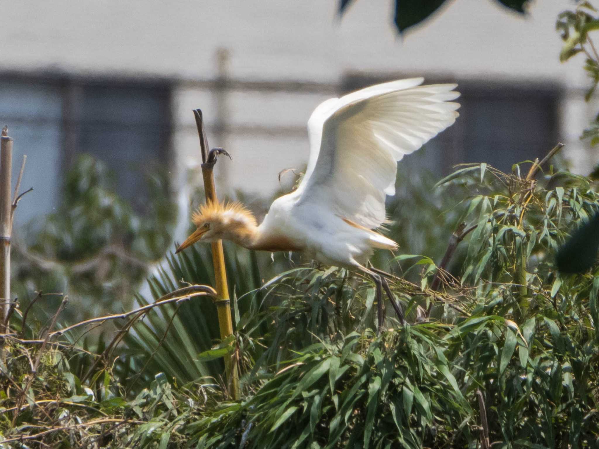 越谷サギコロニー アマサギの写真 by ryokawameister