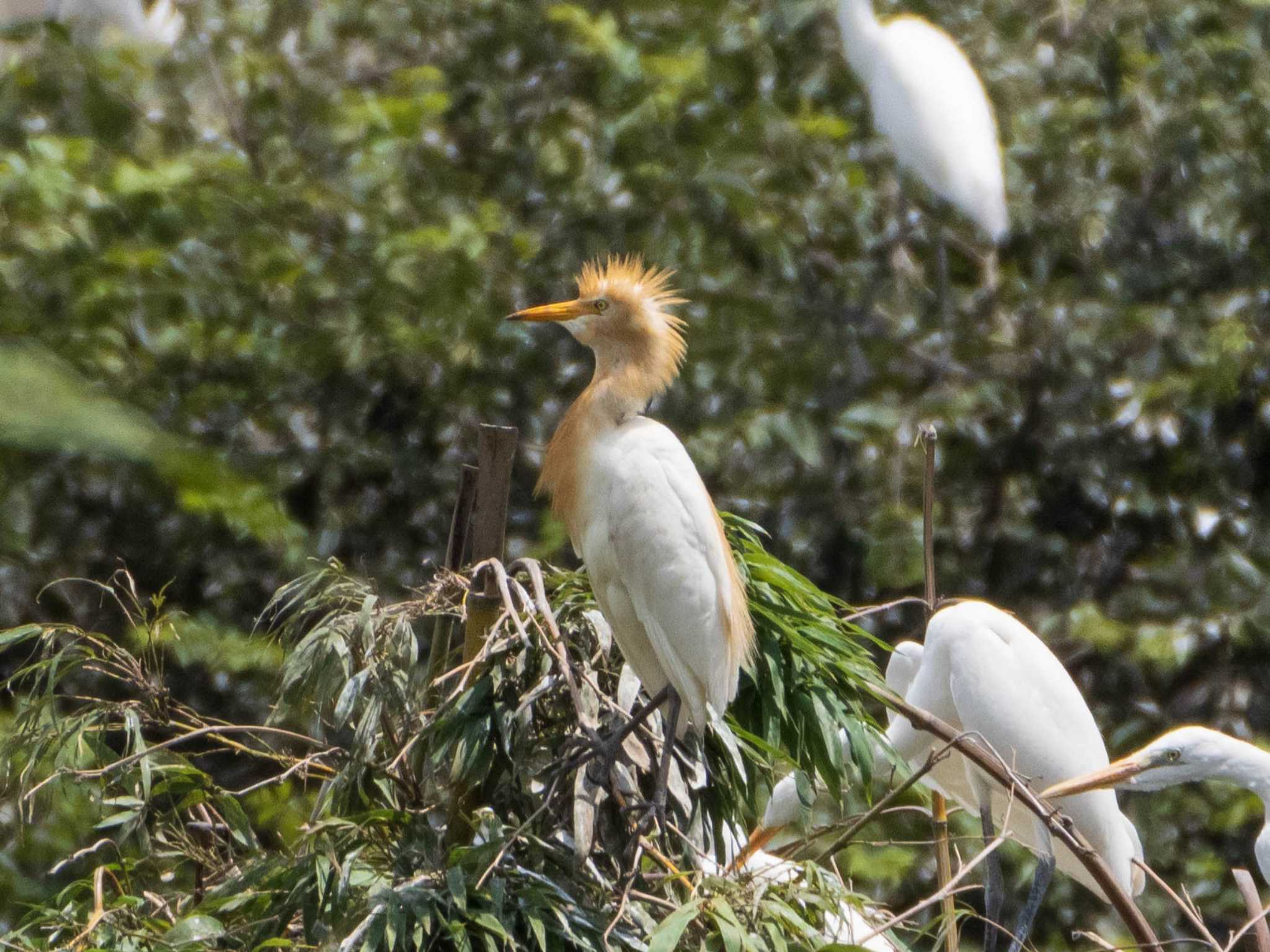 アマサギ