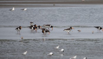 2020年8月9日(日) ふなばし三番瀬海浜公園の野鳥観察記録