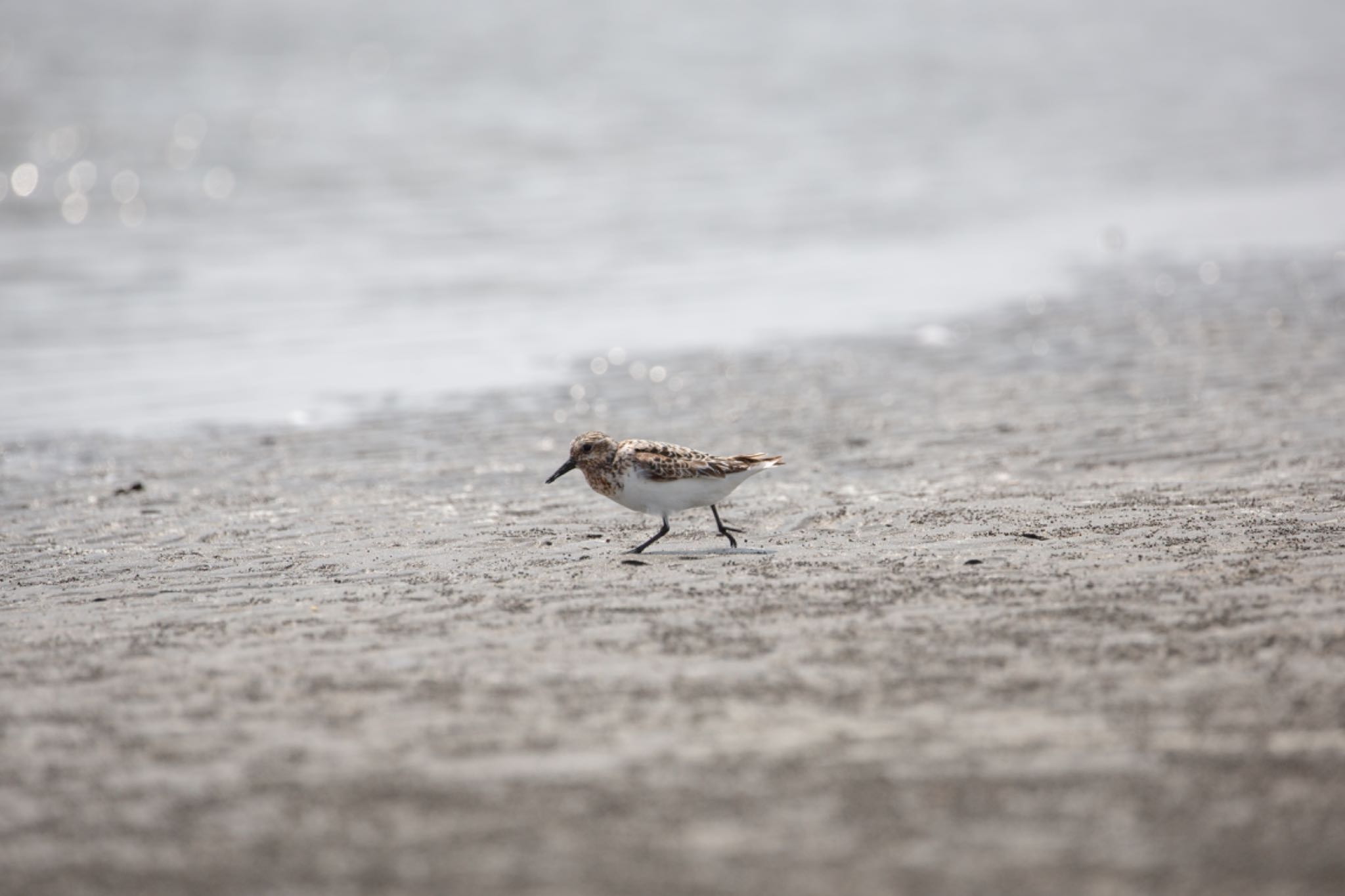 ふなばし三番瀬海浜公園 ミユビシギの写真 by Leaf