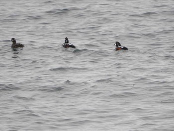 Harlequin Duck 羅臼 Tue, 4/26/2016