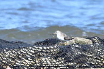 Terek Sandpiper 小樽市 Sun, 8/9/2020