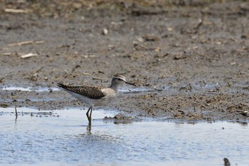 Wood Sandpiper 小樽市 Sun, 8/9/2020