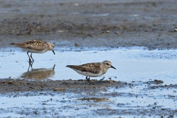 Red-necked Stint 小樽市 Sun, 8/9/2020