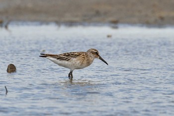 Broad-billed Sandpiper 小樽市 Sun, 8/9/2020