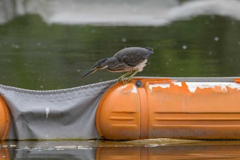 ササゴイ 都立浮間公園 2020年8月8日(土)