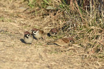 Eurasian Tree Sparrow 牛久沼水辺公園 Sun, 1/10/2016