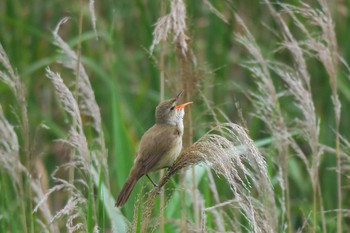 Oriental Reed Warbler 金井遊水地(金井遊水池) Sat, 5/28/2016