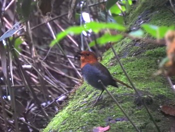 2020年8月8日(土) 上高地の野鳥観察記録