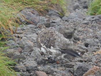 Sun, 8/9/2020 Birding report at 乗鞍岳