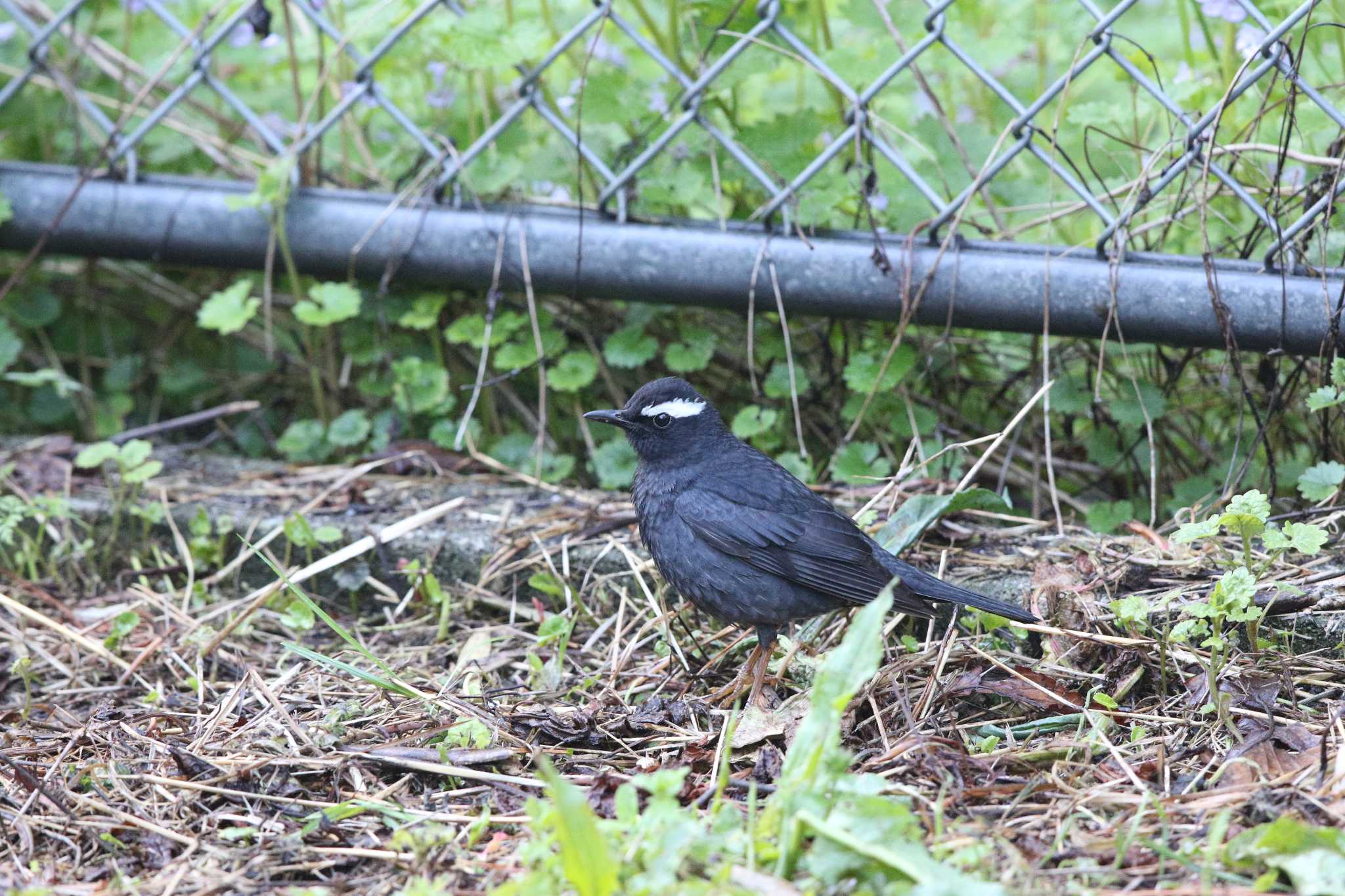 Siberian Thrush