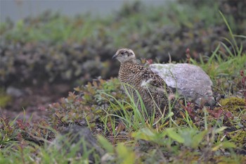 ライチョウ 立山室堂 2020年8月9日(日)