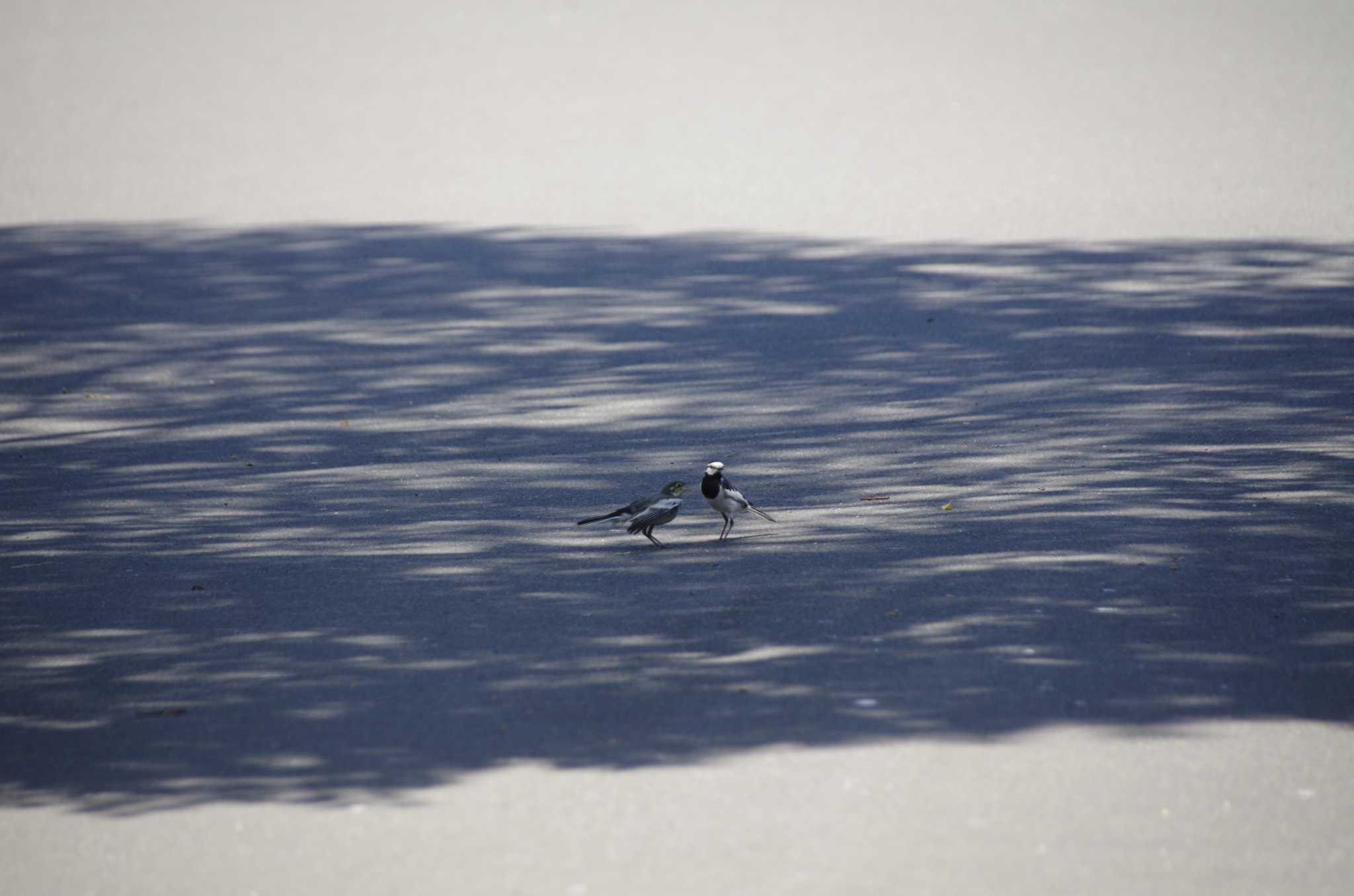 Photo of White Wagtail at 百合が原公園 by oyajii