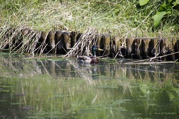 Mallard 百合が原公園 Sat, 6/13/2020