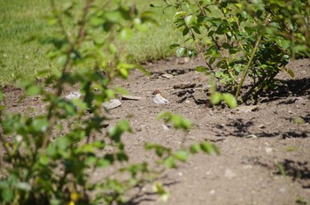 Eurasian Tree Sparrow 百合が原公園 Sat, 6/13/2020