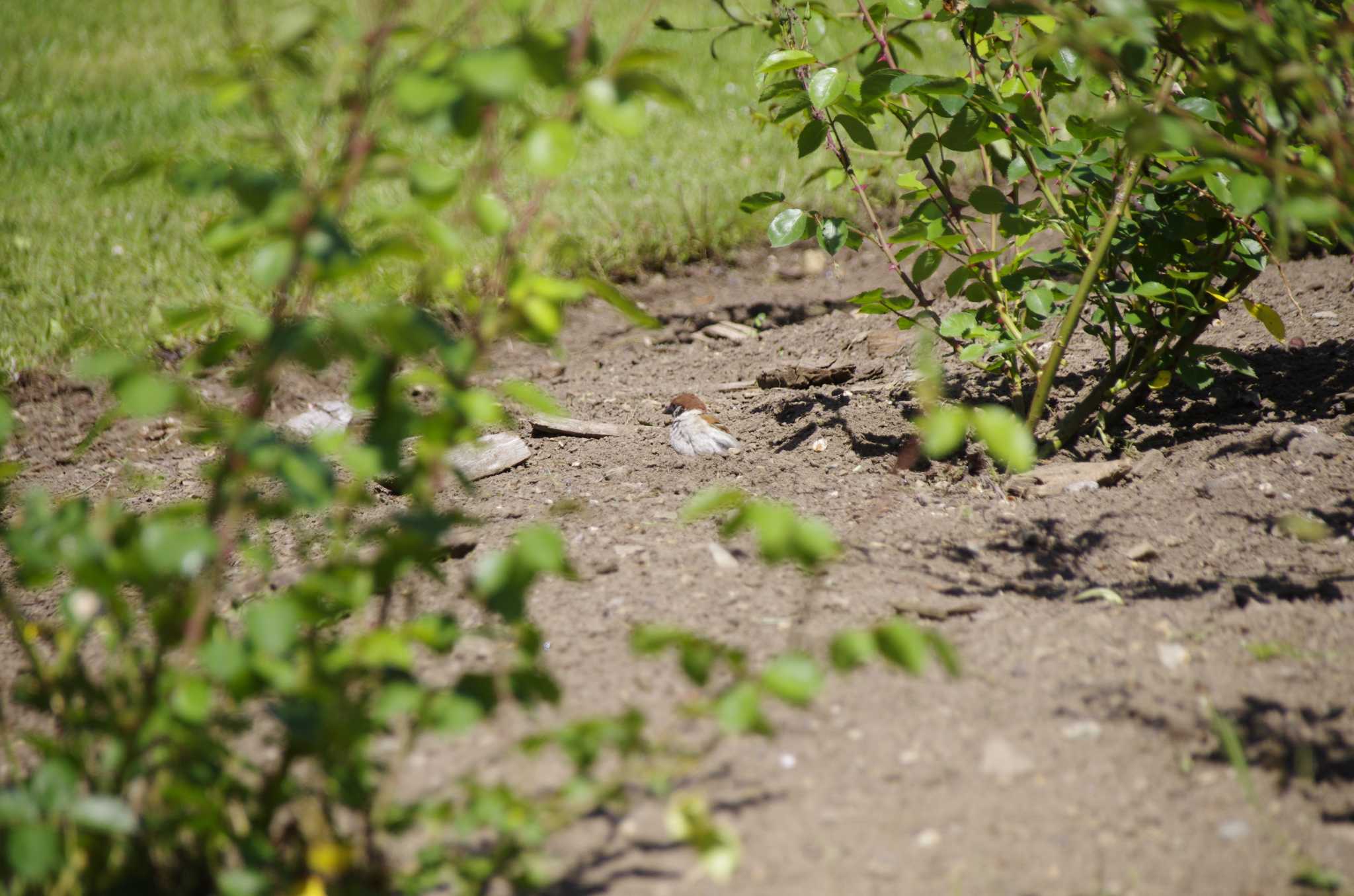 Photo of Eurasian Tree Sparrow at 百合が原公園 by oyajii