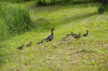 Sun, 6/14/2020 Birding report at 百合が原公園