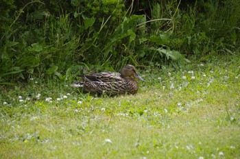 Mallard 百合が原公園 Sun, 6/14/2020