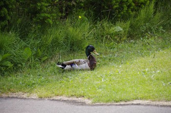 Mallard 百合が原公園 Sun, 6/14/2020