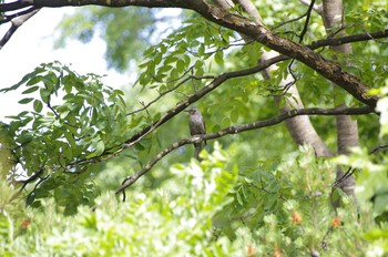 Dusky Thrush 百合が原公園 Sun, 6/21/2020