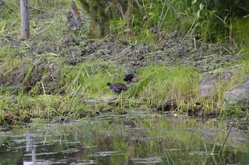 Common Moorhen 百合が原公園 Sun, 6/21/2020