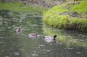 Mallard 百合が原公園 Sun, 6/21/2020