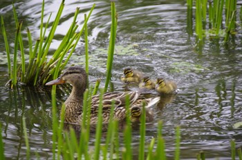 マガモ 百合が原公園 2020年6月28日(日)