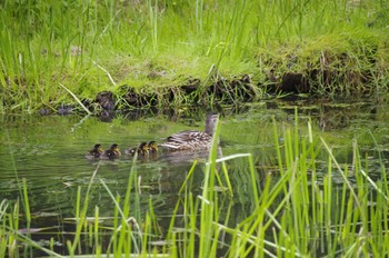 Mallard 百合が原公園 Sun, 6/28/2020