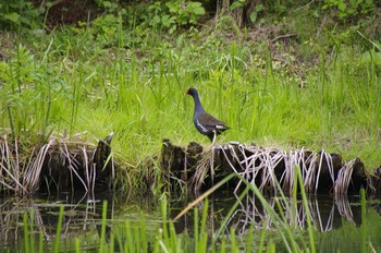 Common Moorhen 百合が原公園 Sun, 6/28/2020