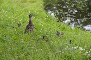 Mallard 百合が原公園 Sun, 6/28/2020