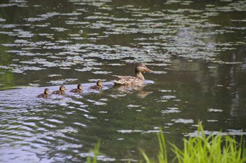 Sat, 7/4/2020 Birding report at 百合が原公園