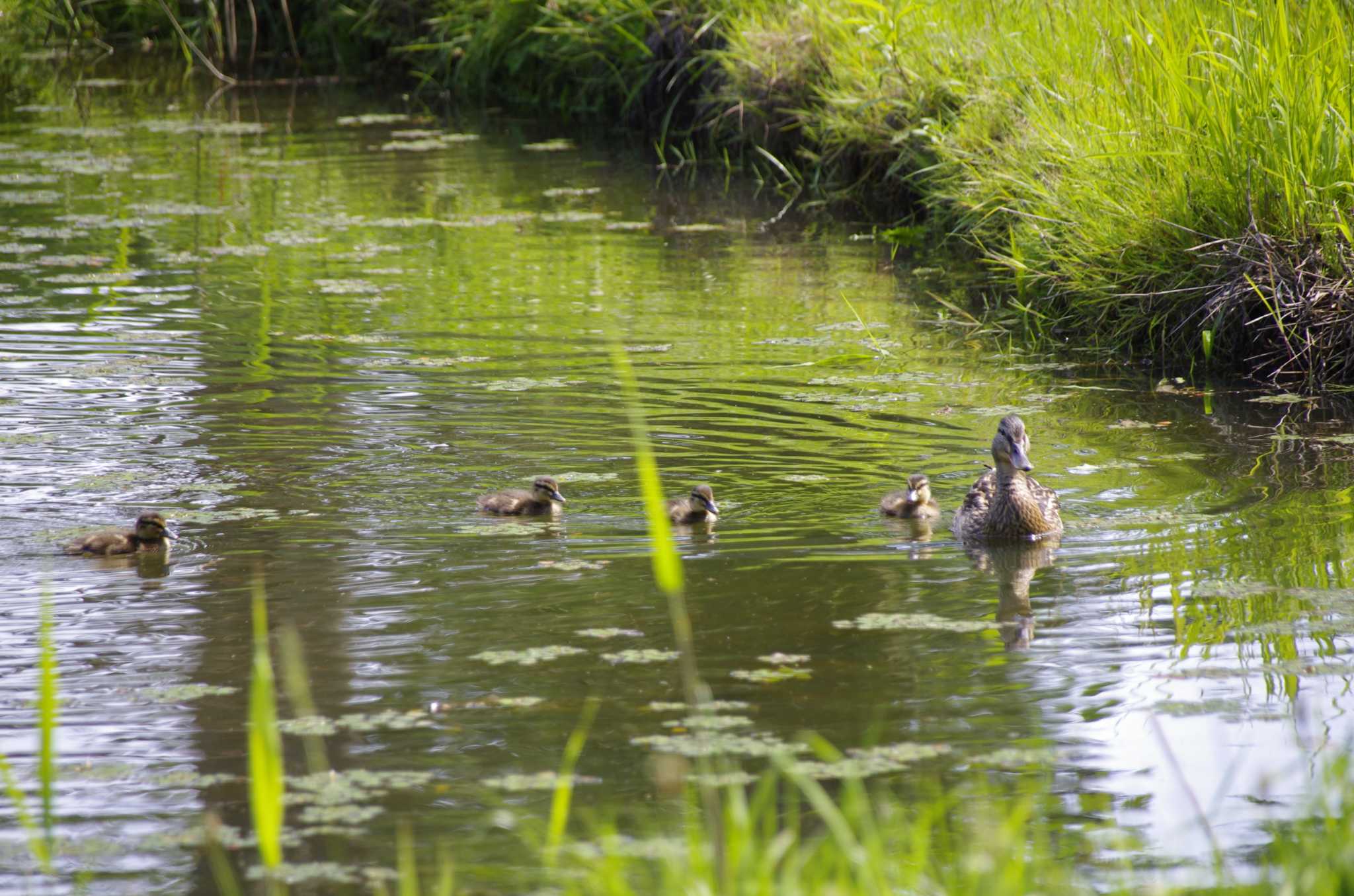 百合が原公園 マガモの写真 by oyajii