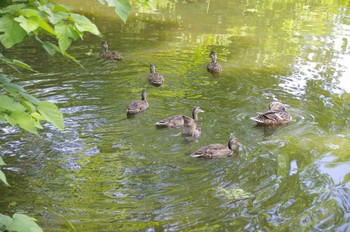 2020年7月5日(日) 百合が原公園の野鳥観察記録