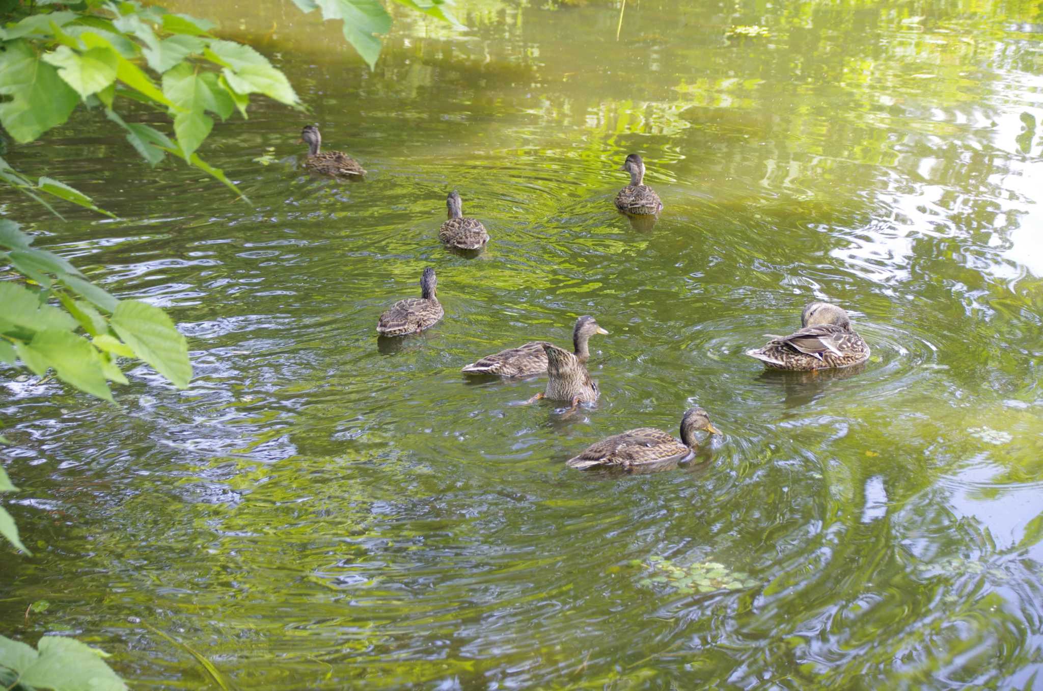 百合が原公園 マガモの写真 by oyajii