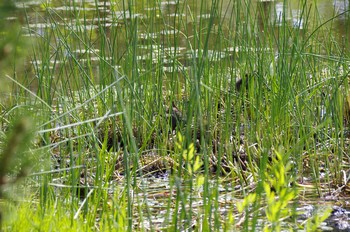 Common Moorhen 百合が原公園 Sun, 7/5/2020