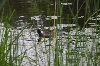 Common Moorhen 百合が原公園 Sat, 7/11/2020