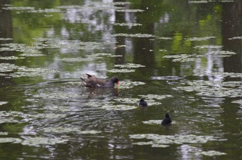 Common Moorhen 百合が原公園 Sat, 7/11/2020