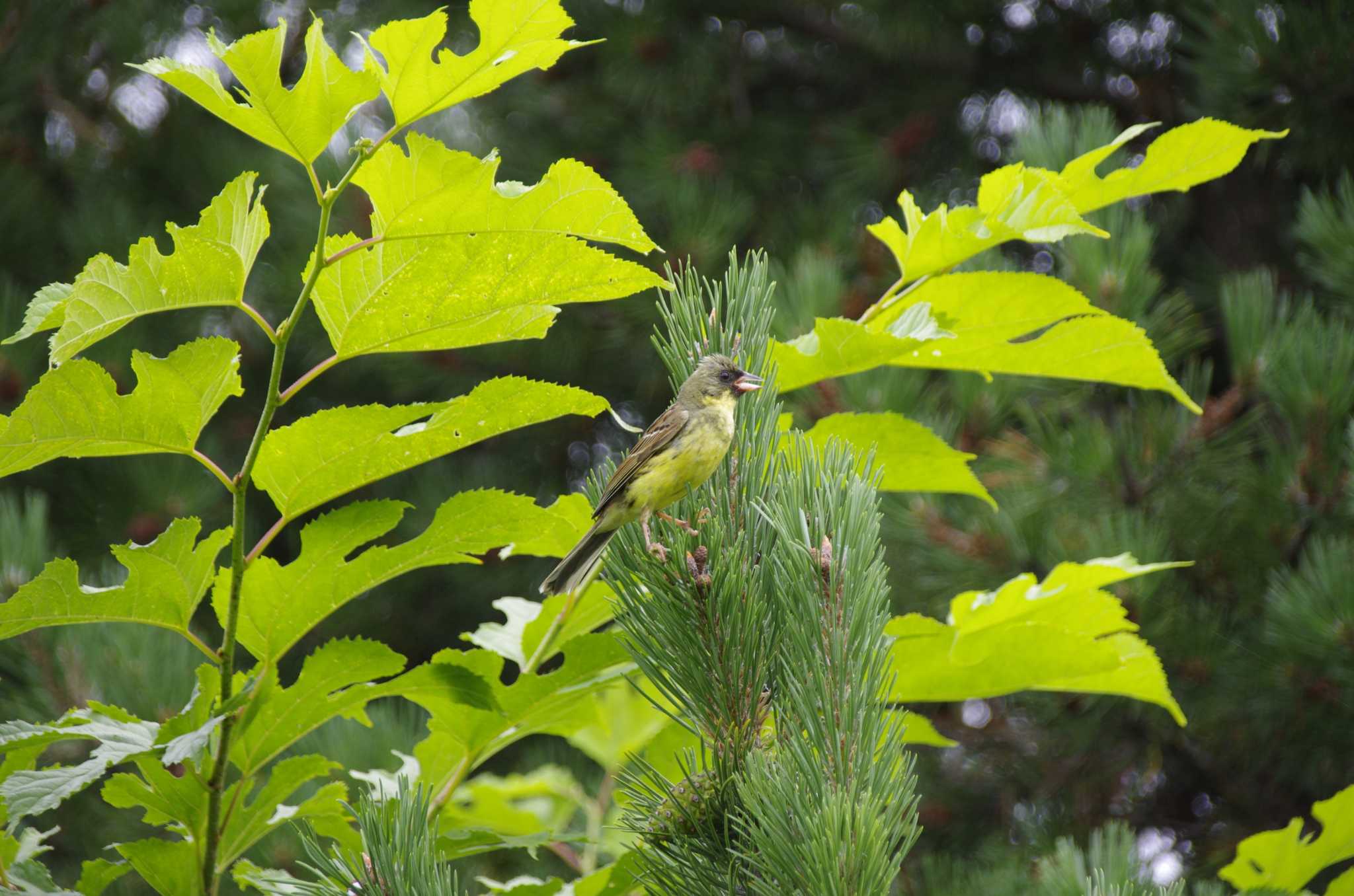 Photo of Masked Bunting at 百合が原公園 by oyajii